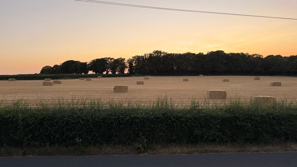 Hay bales in a field with the sun setting.
